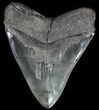 Serrated, Megalodon Tooth - Collector Quality! #64770-2